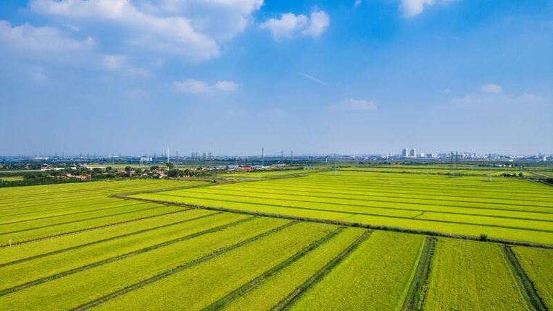 大棚专用棚膜：规格型号与价格解析**
