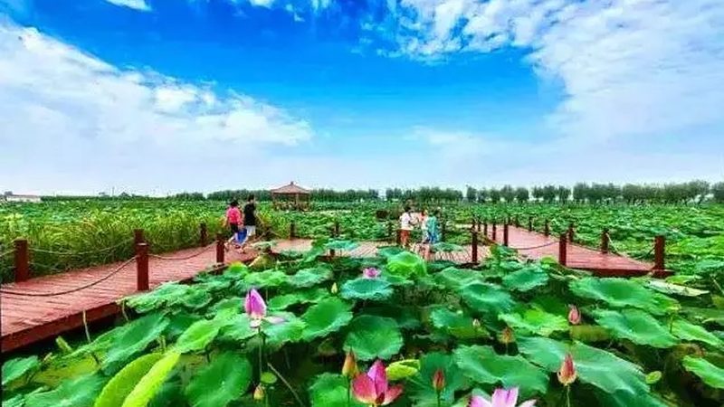 有机蔬菜种植土壤批发：品质与价格的平衡之道**