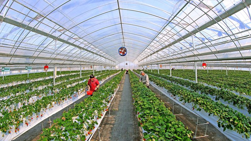 水肥一体化设备：现代农业的“智慧管家