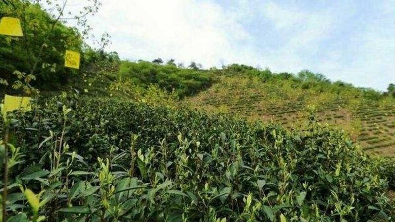 无公害食品认证，从田间到餐桌的绿色守护