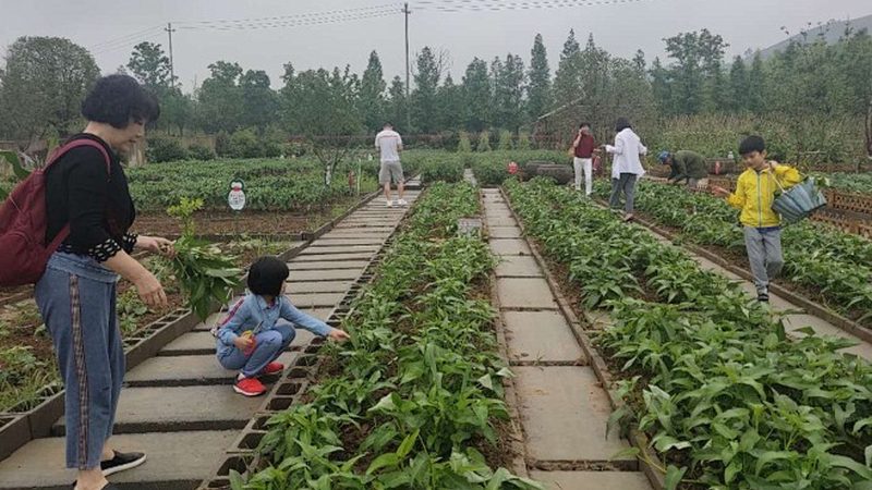 温室大棚风机水帘，如何匹配才科学？**