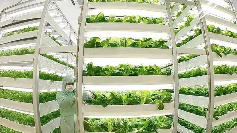 一楼院子水果种植品种推荐：因地制宜，收获满满