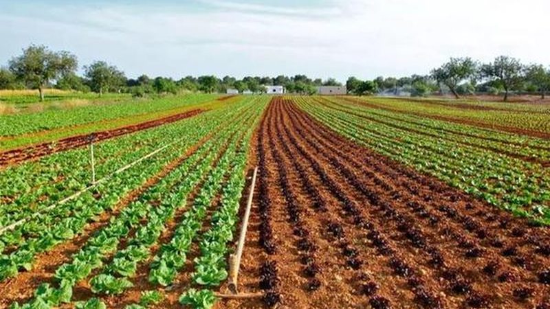 复合肥含量解析：揭秘科学施肥的关键**