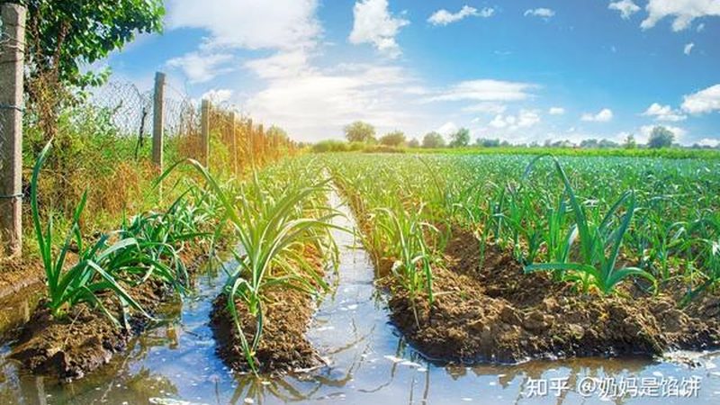 家庭农场水肥一体化：精准灌溉施肥，提升亩产的秘密武器**